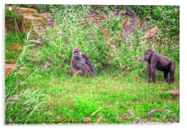 gorilla fell out with friend Acrylic by simon cowan