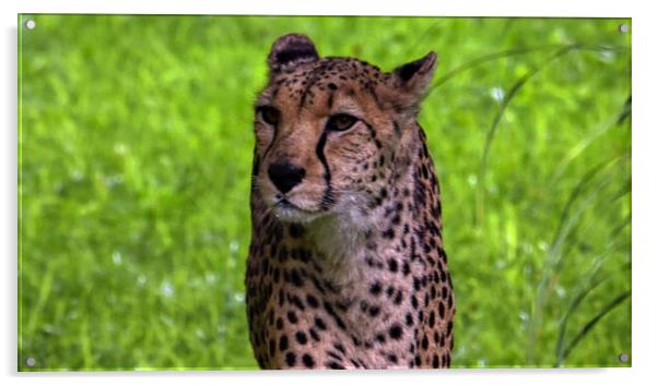 A close up of a cheetah standing in the grass Acrylic by simon cowan