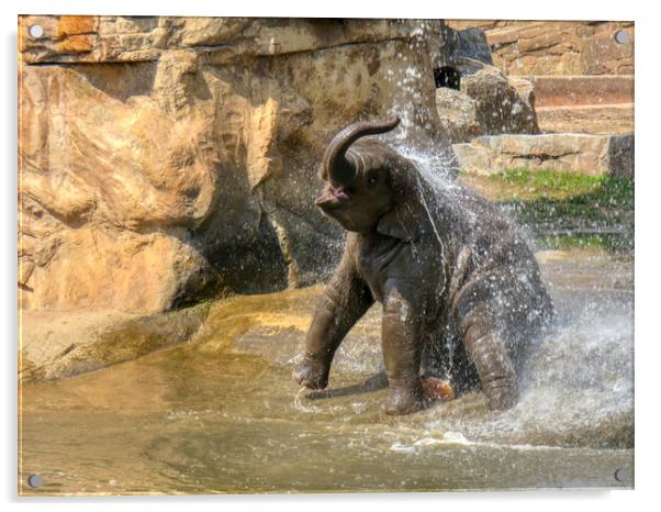 A large elephant standing next to a pool of water Acrylic by simon cowan