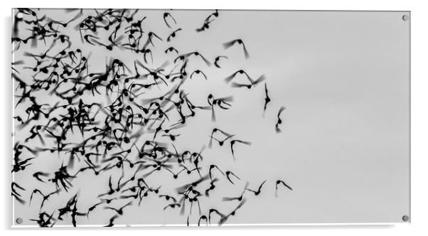 Bats in Flight Acrylic by Marc Jones