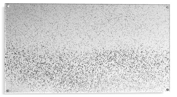 Starlings Acrylic by Marc Jones