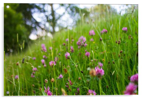 Clover Meadow Acrylic by Marc Jones