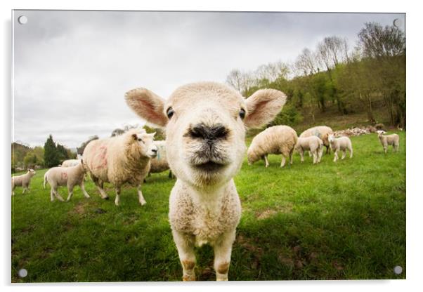Nosey Lamb Acrylic by Marc Jones