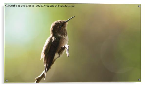 Volcano Hummingbird Basking Acrylic by Ewan Jones