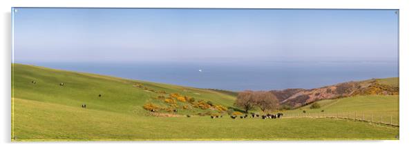 Cattle Grazing on the Edge, Exmoor  Acrylic by Shaun Davey
