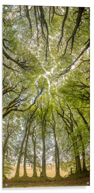 The Beech Tree Canopy at Three Combes Foot, Exmoor Acrylic by Shaun Davey