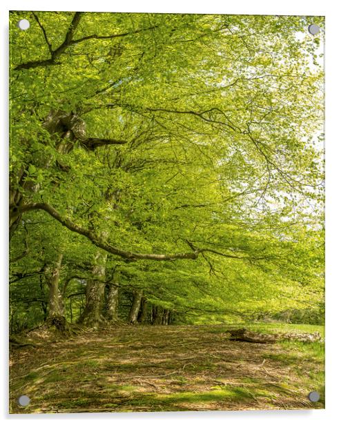 Spreading Beech Trees, Wootton Common, Exmoor Acrylic by Shaun Davey