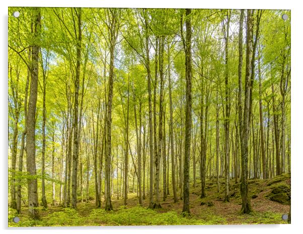 Birch Trees in the East Lyn Valley, Exmoor Acrylic by Shaun Davey