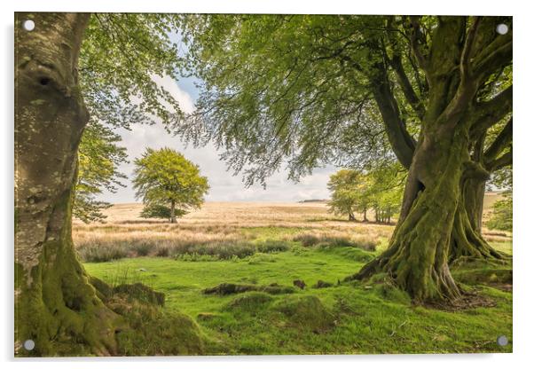 Tree-framed view from Larkbarrow, Exmoor Acrylic by Shaun Davey