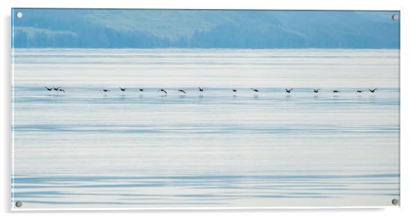 Low flying ducks, Alaska Acrylic by Shaun Davey