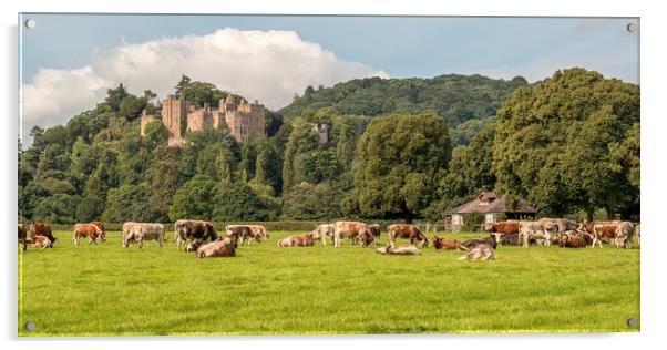 English Longhorn Cattle, Dunster Castle Acrylic by Shaun Davey