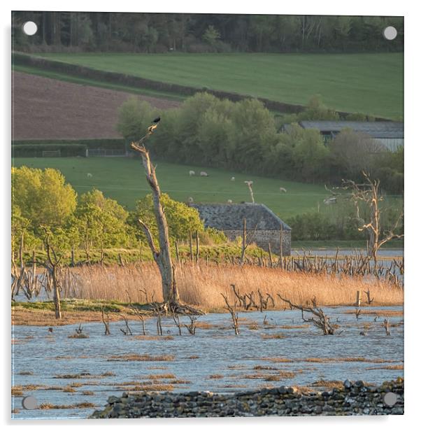 Evening Spring Tide on Porlock Marsh, Exmoor Acrylic by Shaun Davey