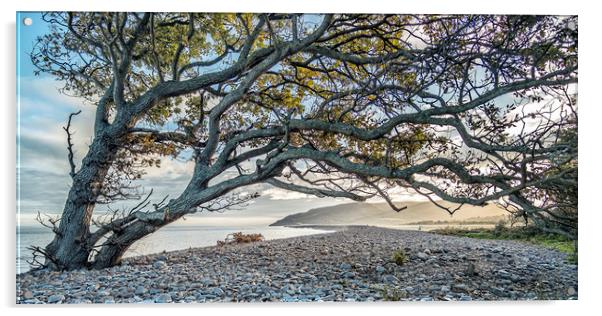 Coastal tree with a view to Hurlstone Point Acrylic by Shaun Davey