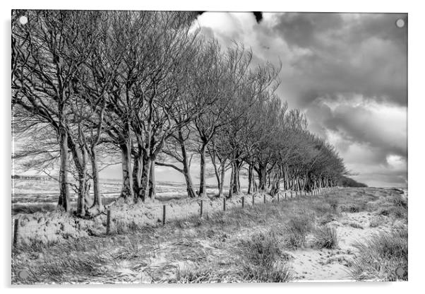 Line of beech trees and wall in the snow, Exmoor Acrylic by Shaun Davey