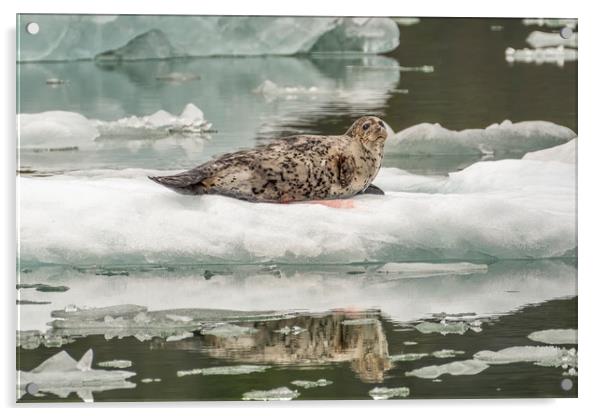 Harbour Seal, Le Conte Bay, Alaska Acrylic by Shaun Davey