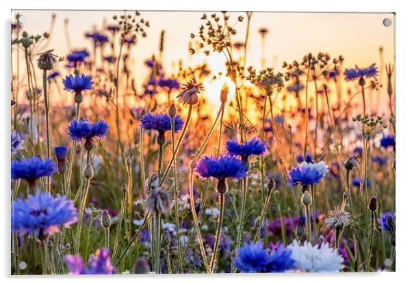 Cornflowers in the setting sun Acrylic by Shaun Davey