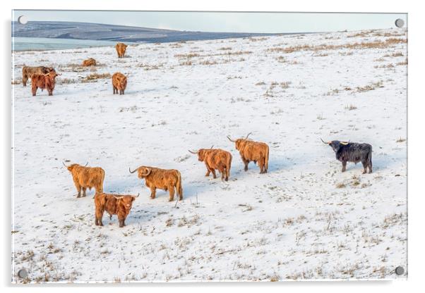 Highland Cattle grazing in snow Acrylic by Shaun Davey