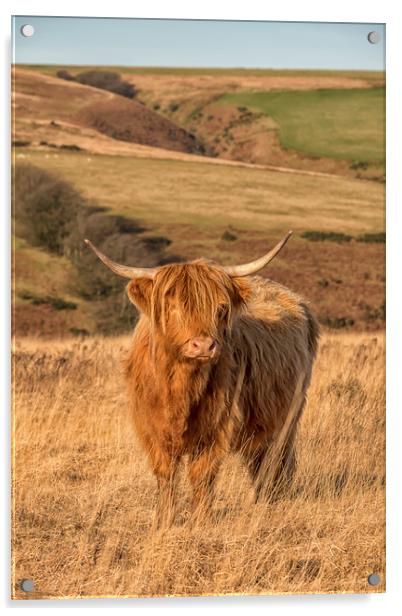 Highland Cow, Exmoor Acrylic by Shaun Davey