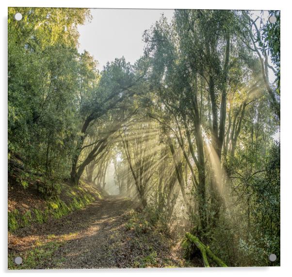 Sunbeams shining through the trees of Selworthy Woods, Exmoor National Park Acrylic by Shaun Davey