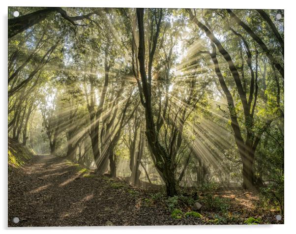 Sunbeams shining through the trees of Selworthy Woods, Exmoor National Park Acrylic by Shaun Davey