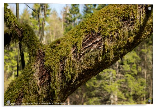 an old tre trunk overgrown with moss Acrylic by Stig Alenäs