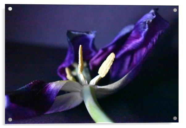 Purple petals Acrylic by Natalie Edwards