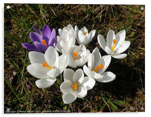 Blossoming Crocuses  Acrylic by Martin Baroch