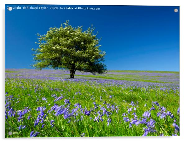 Blue Hawthorn  Acrylic by Richard Taylor