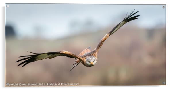 Red Kite in Flight Acrylic by Alec Stewart