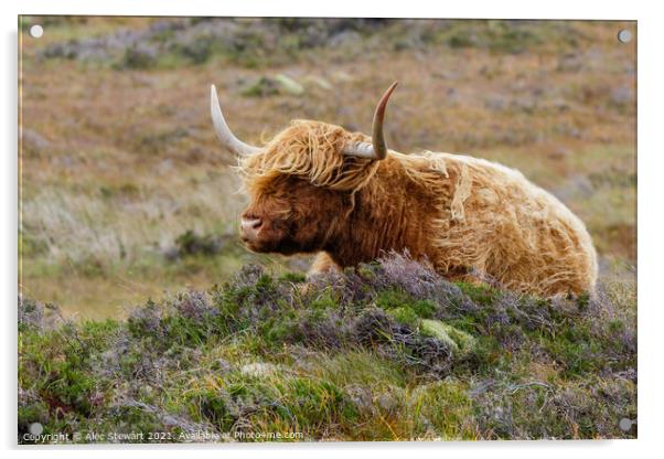Highland Cow Acrylic by Alec Stewart