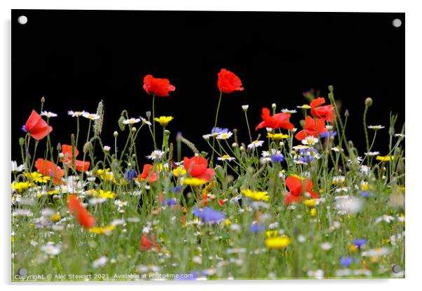 Wildflowers Acrylic by Alec Stewart