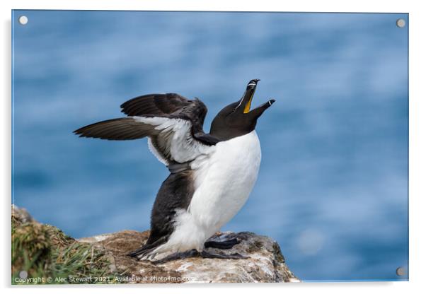 Razorbill, Alca torda Acrylic by Alec Stewart