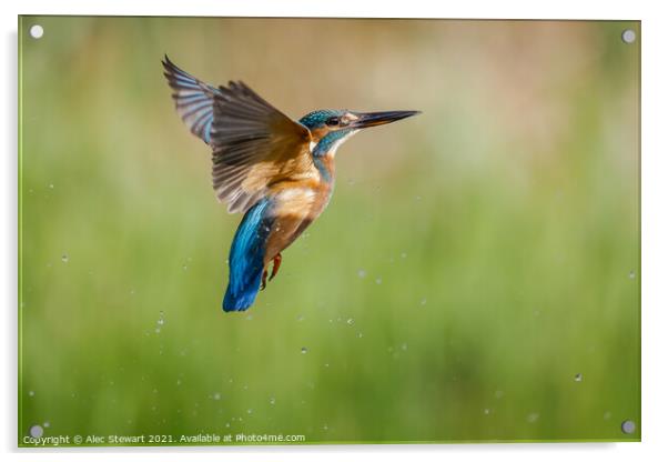Kingfisher Acrylic by Alec Stewart