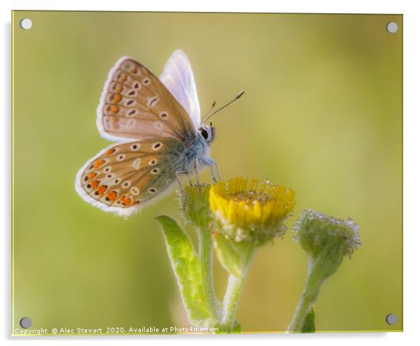 Common Blue Butterfly  Acrylic by Alec Stewart