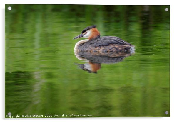 Great Crested Grebe Acrylic by Alec Stewart
