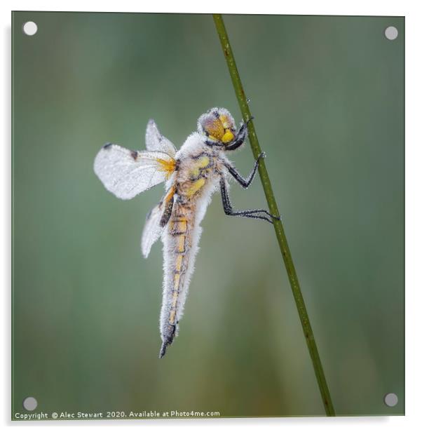 Four Spot Chaser Dragonfly Acrylic by Alec Stewart