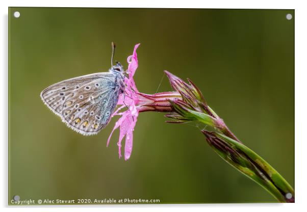 Common Blue Butterfly Acrylic by Alec Stewart