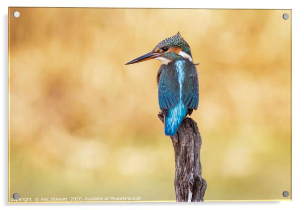 Kingfisher Acrylic by Alec Stewart