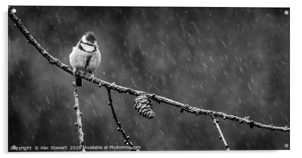 Blue Tit in the Rain Acrylic by Alec Stewart