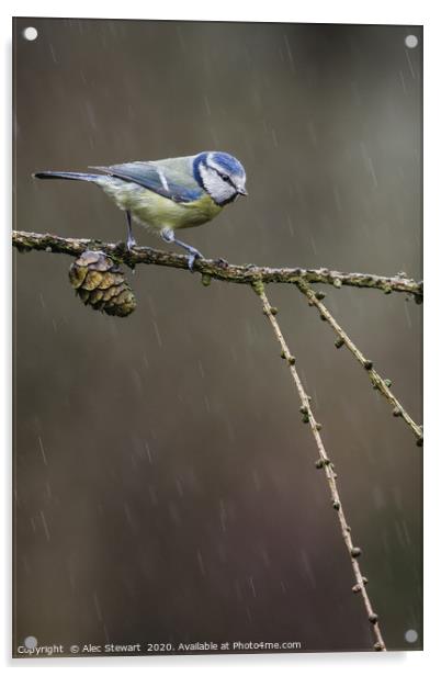 Blue Tit, Cyanistes caeruleus Acrylic by Alec Stewart