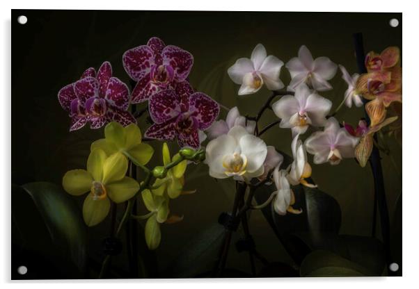 The drift of orchids. Acrylic by Steve Taylor