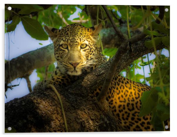 Leopard in dappled shade. Acrylic by Steve Taylor