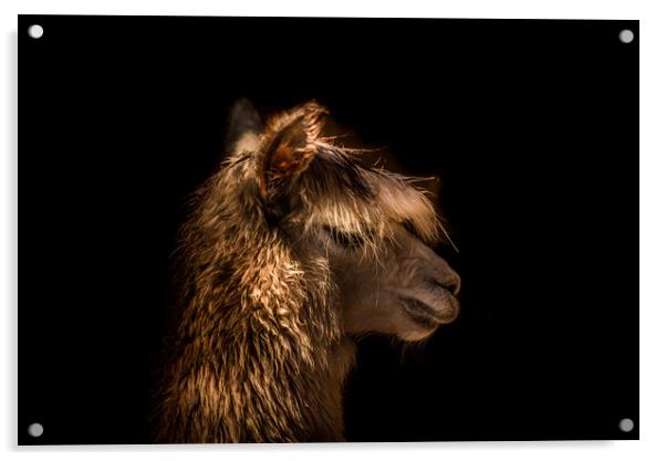 Alpaca profile  Acrylic by Steve Taylor