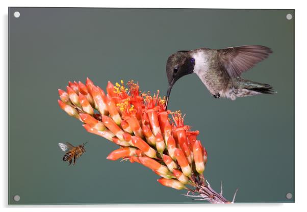 Black-chinned Hummingbird & friend Acrylic by John Hudson
