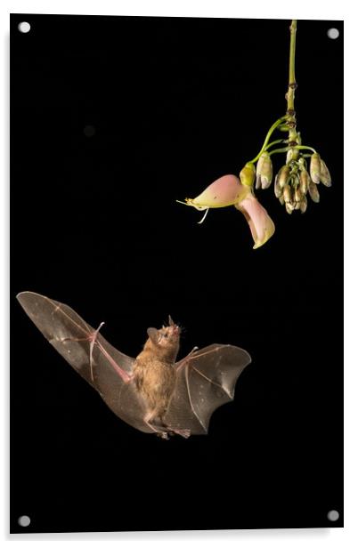 Bat feeding from flower Acrylic by John Hudson