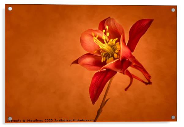 Aquilegia  Acrylic by  Photofloret