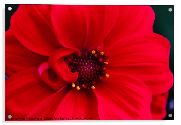 Red Dahlia Acrylic by  Photofloret