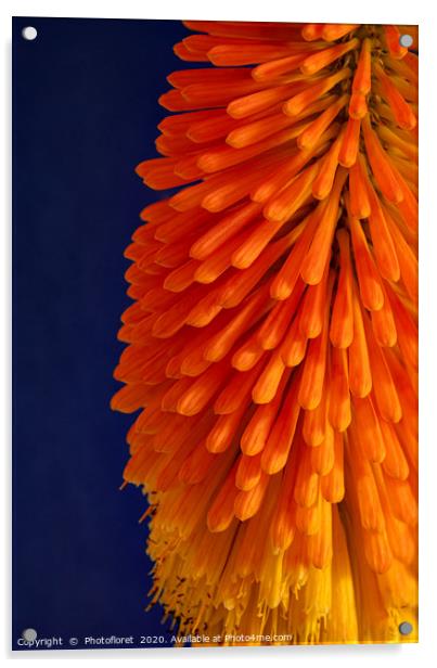 Orange Kniphofia Acrylic by  Photofloret