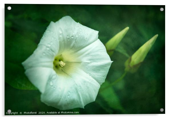 Morning Glory Acrylic by  Photofloret