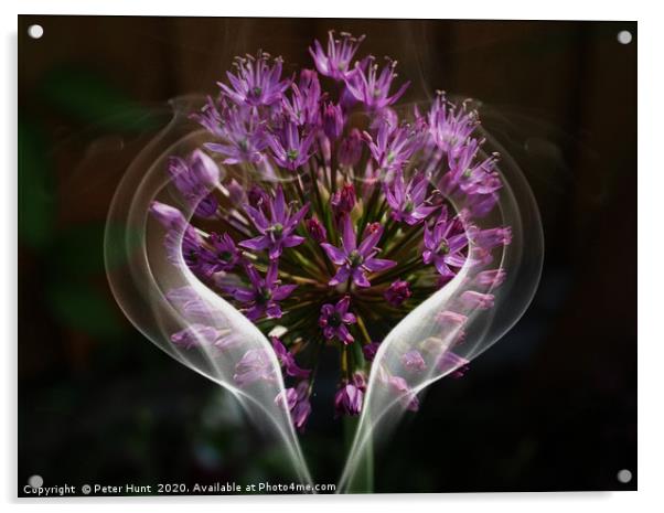 Alium flower Acrylic by Peter Hunt